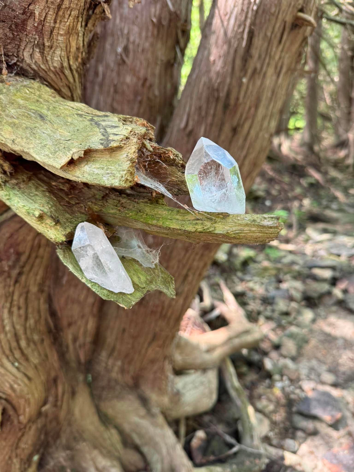 Natural Clear Quartz raw crystal point with clear translucent coloring
