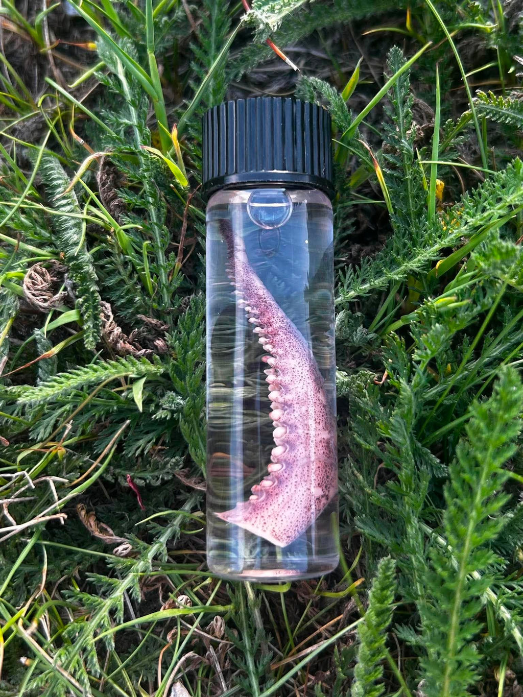Squid Tentacle Wet Specimen | Oddity & Curiosity Collection