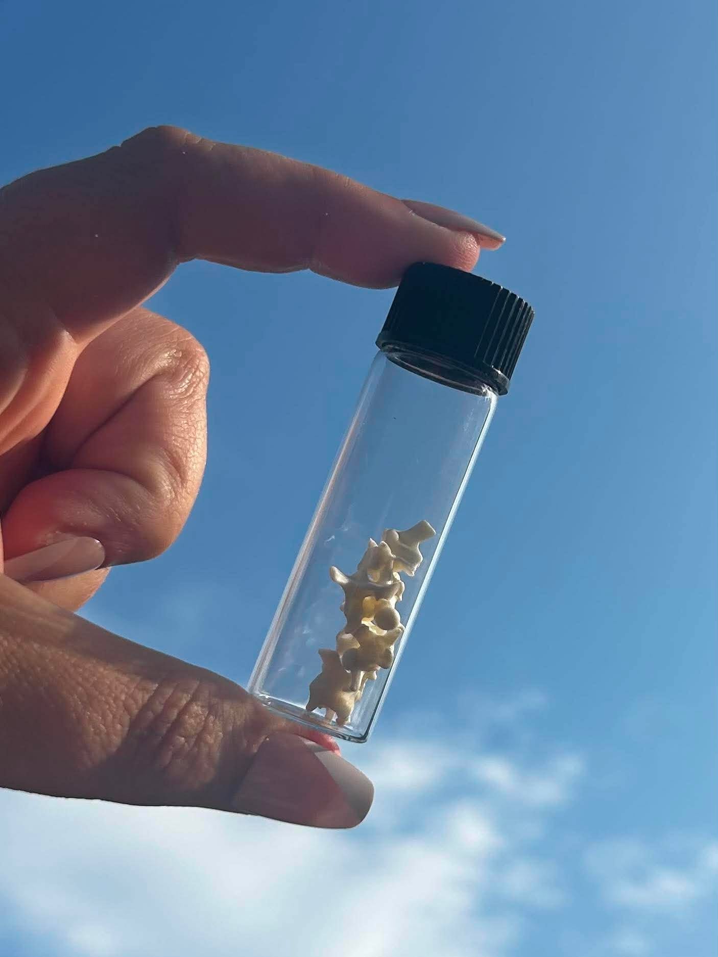 Snake Vertebrae Specimen Vial | Oddity & Curiosity Collection