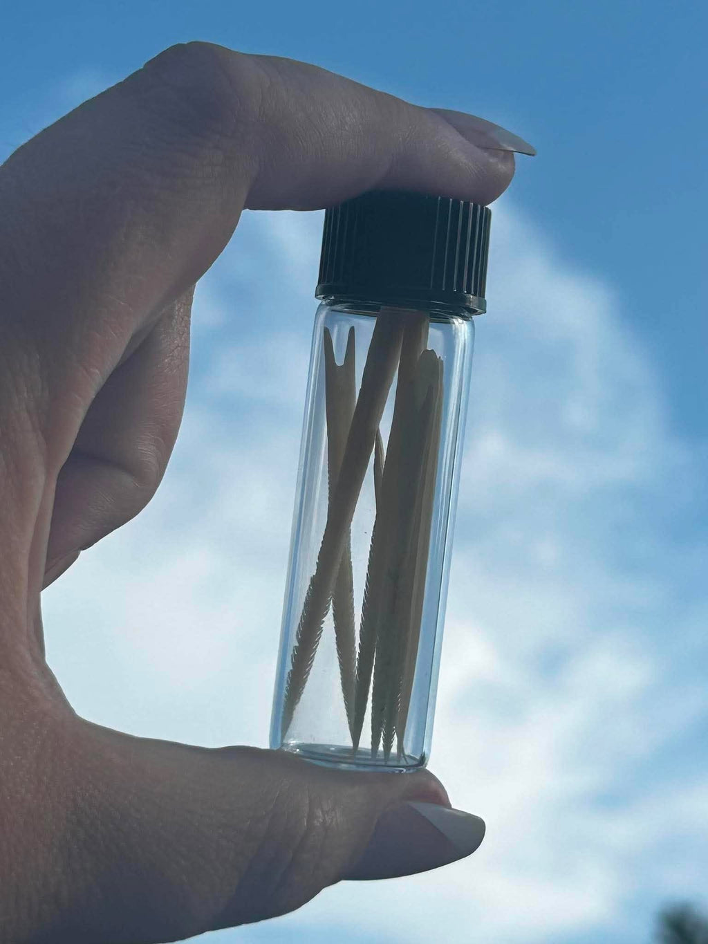 Stingray Spines Specimen Vial | Oddity & Curiosity Collection