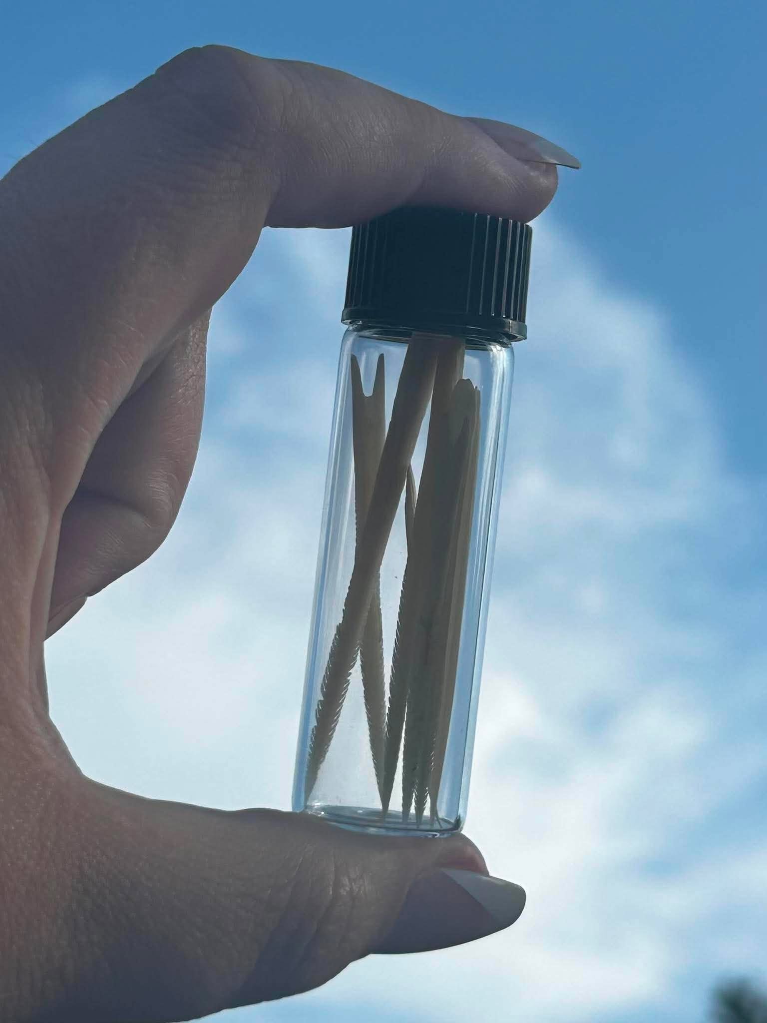 Stingray Spines Specimen Vial | Oddity & Curiosity Collection