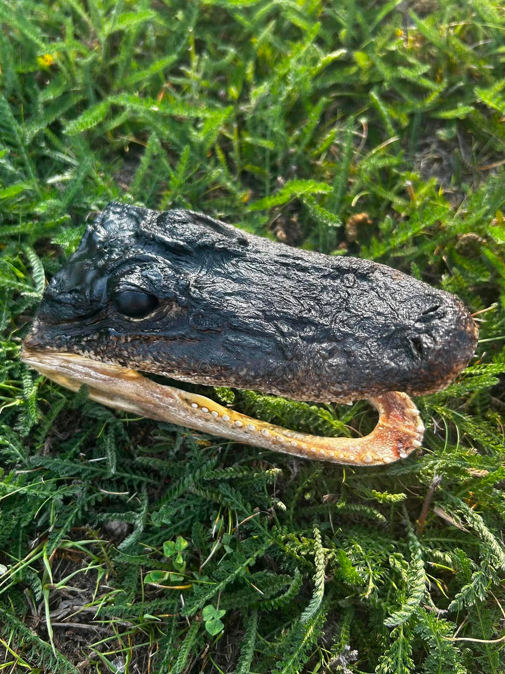 Alligator Head Specimen | Oddity & Curiosity Collection