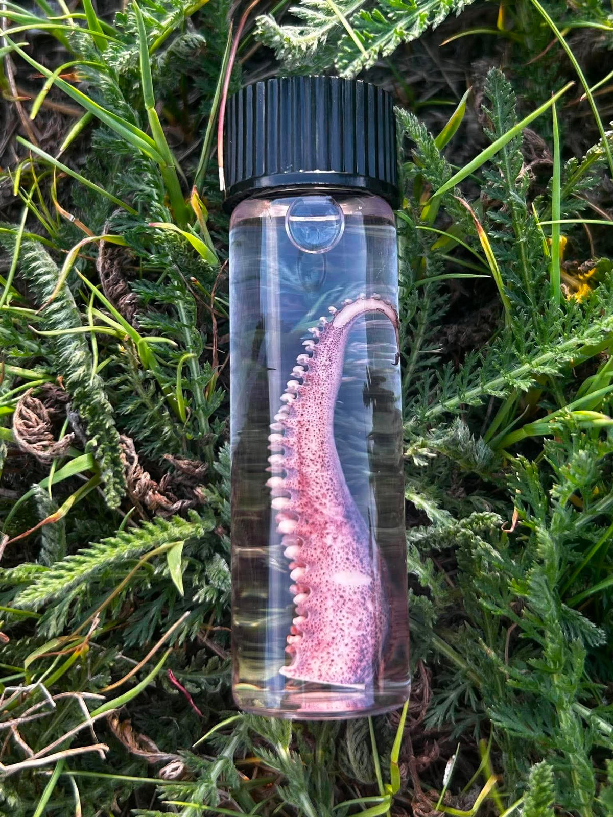 Squid Tentacle Wet Specimen | Oddity & Curiosity Collection