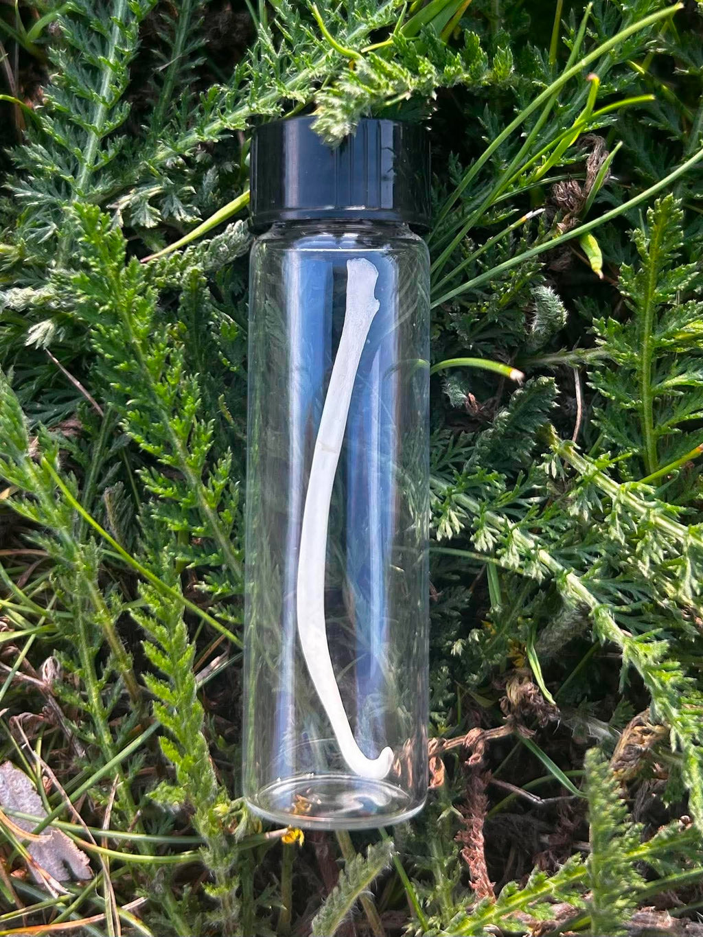 Raccoon Baculum Specimen | Oddity & Curiosity Collection
