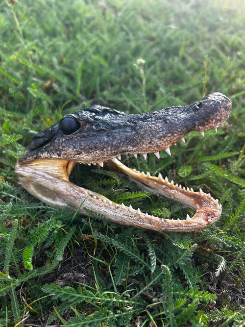 Alligator Head Specimen | Oddity & Curiosity Collection
