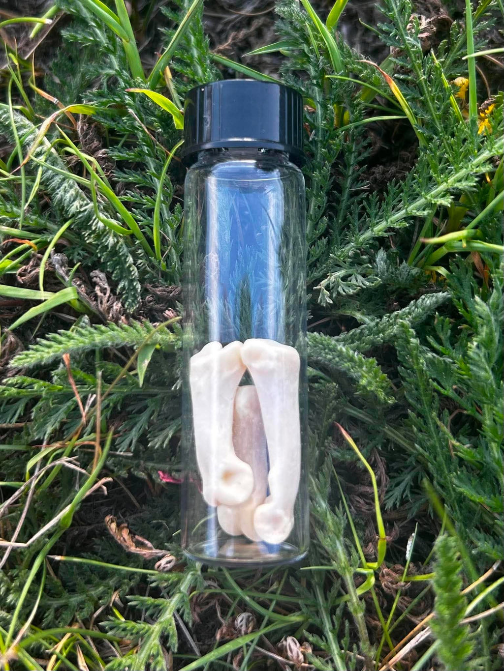 Coyote Knuckle Bone Specimens | Oddity & Curiosity Collection