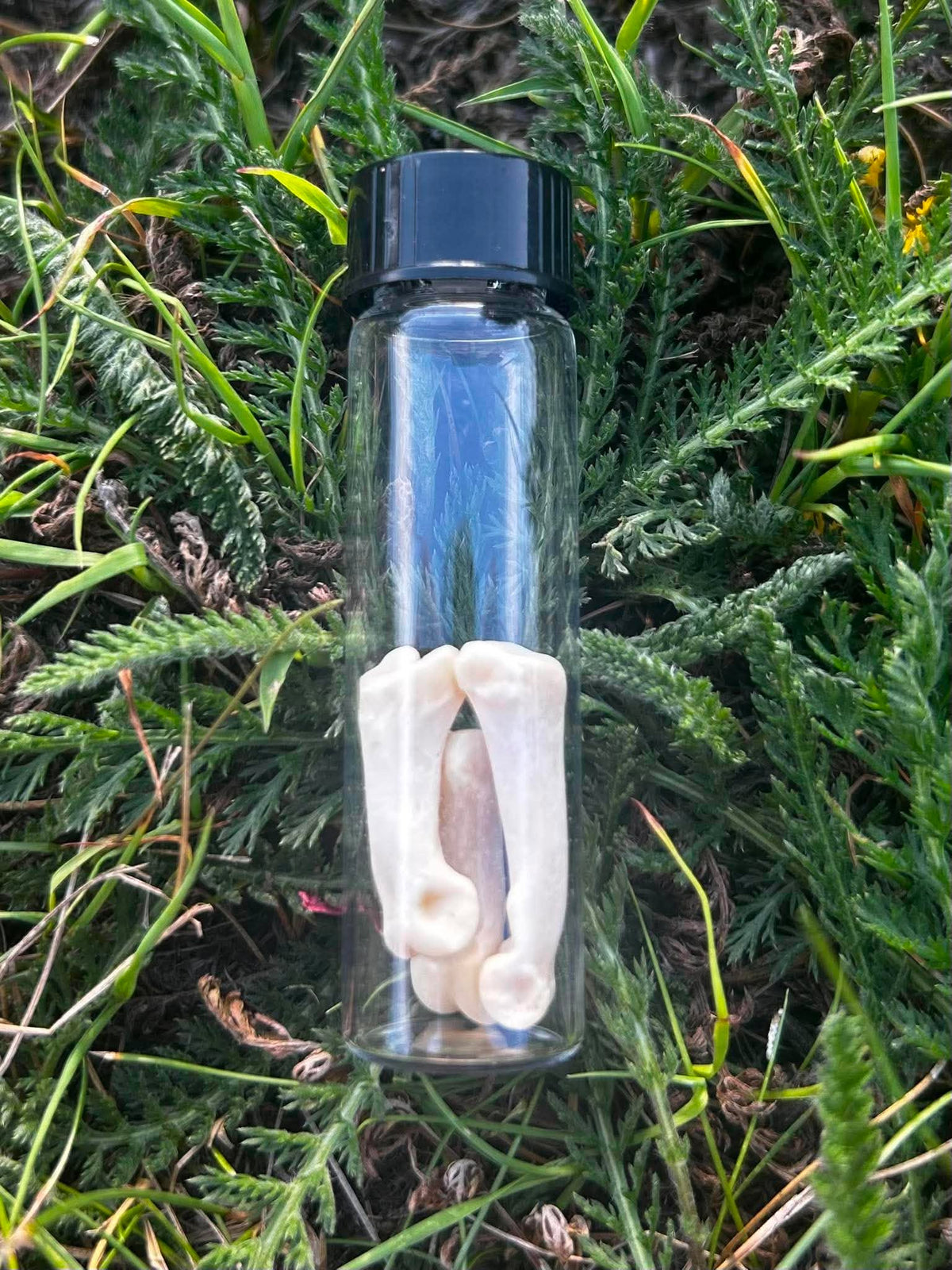 Coyote Knuckle Bone Specimens | Oddity & Curiosity Collection