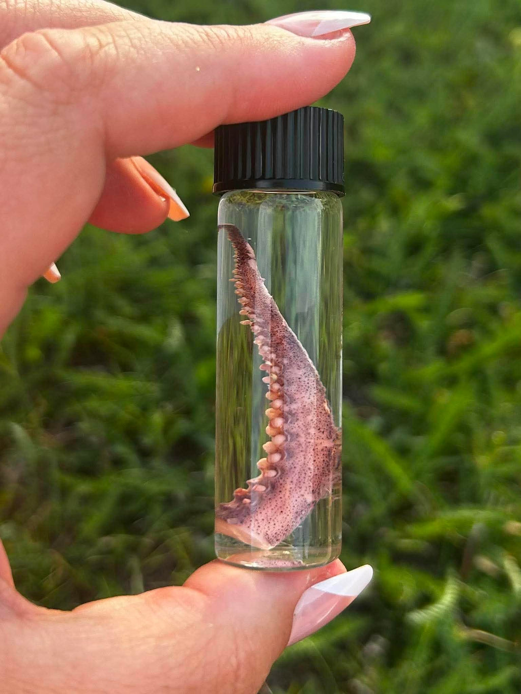 Squid Tentacle Wet Specimen | Oddity & Curiosity Collection