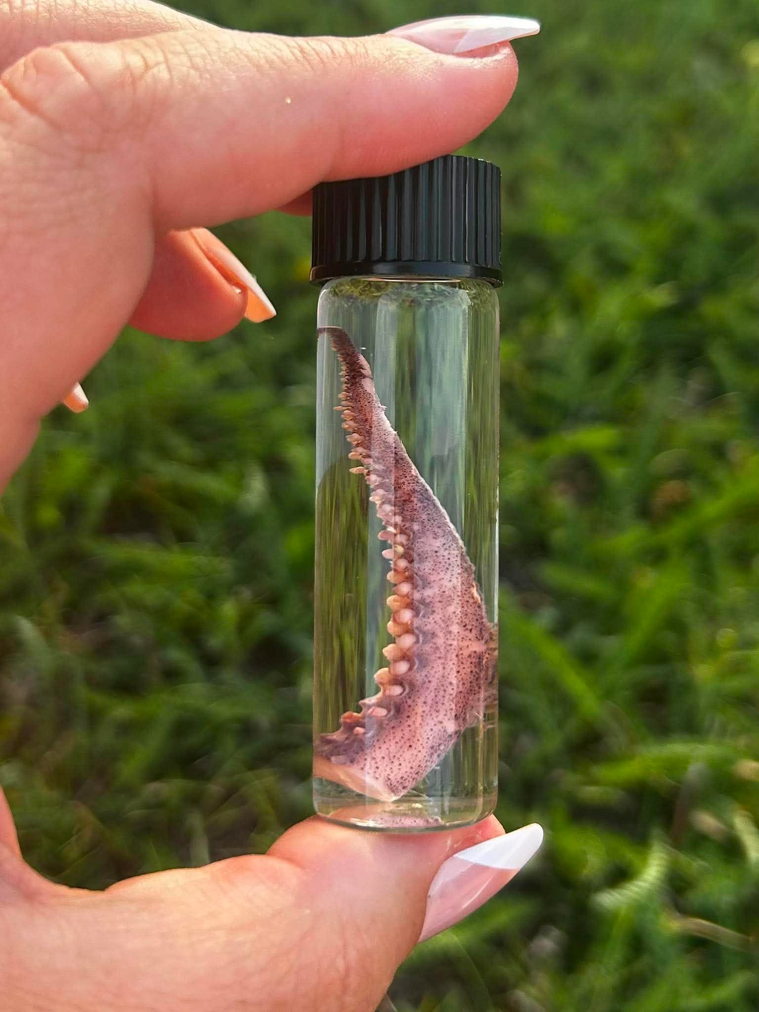 Squid Tentacle Wet Specimen | Oddity & Curiosity Collection