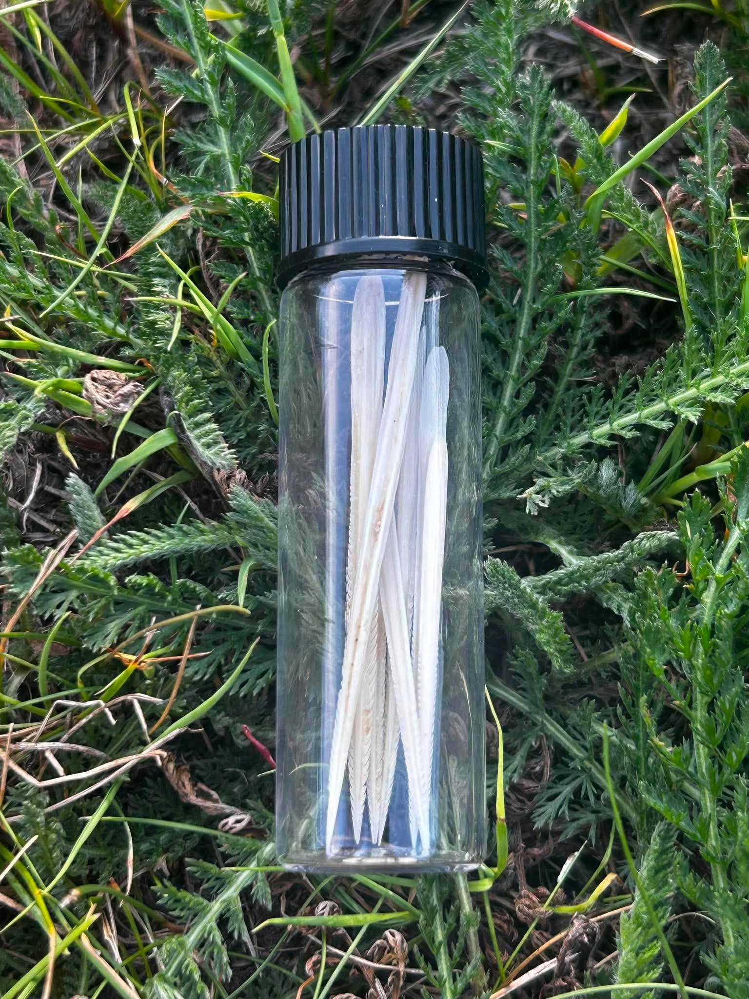 Stingray Spines Specimen Vial | Oddity & Curiosity Collection