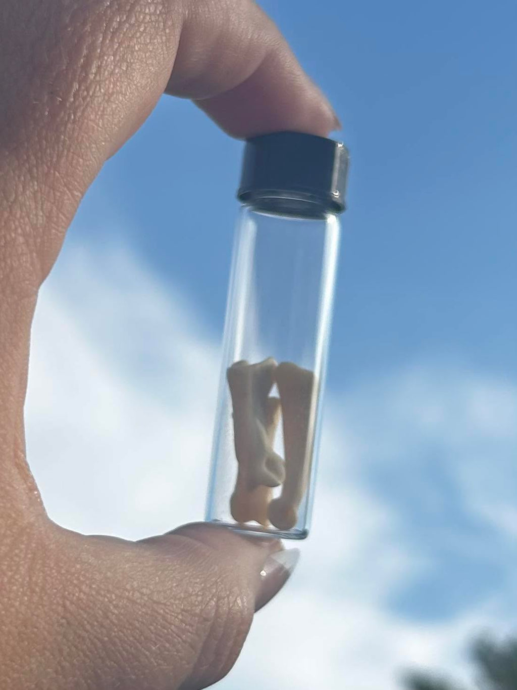 Coyote Knuckle Bone Specimens | Oddity & Curiosity Collection
