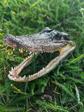 Alligator Head Specimen | Oddity & Curiosity Collection