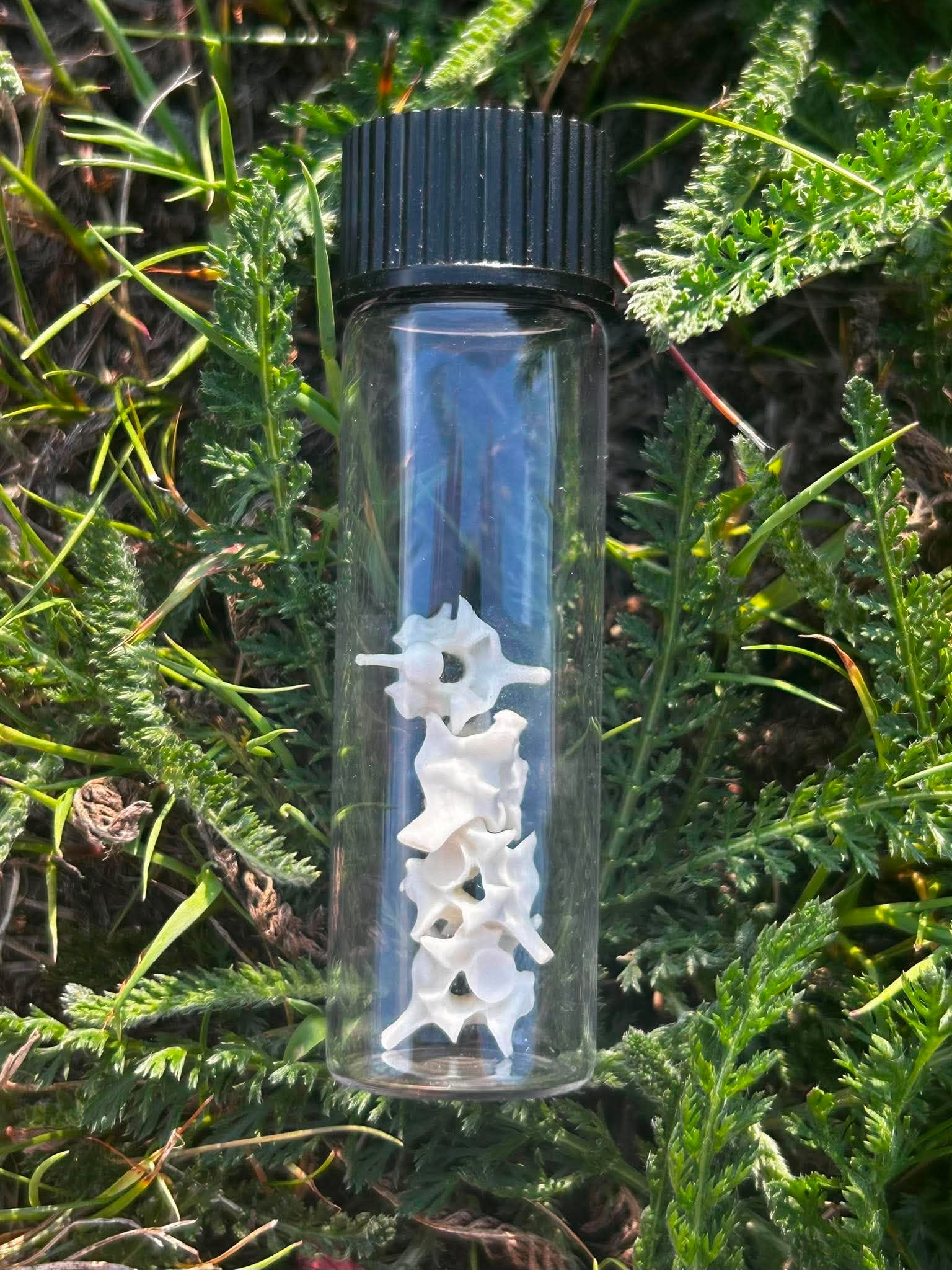Snake Vertebrae Specimen Vial | Oddity & Curiosity Collection