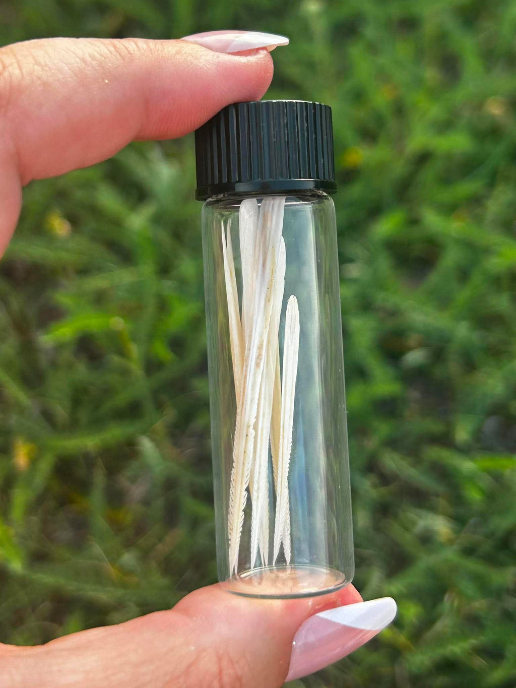 Stingray Spines Specimen Vial | Oddity & Curiosity Collection