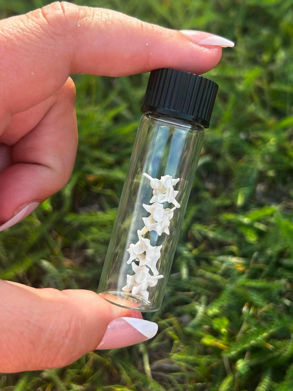 Snake Vertebrae Specimen Vial | Oddity & Curiosity Collection